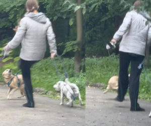Bestialsko znęcała się nad psami. Po kopnięciu, zwierze wydało głośny pisk