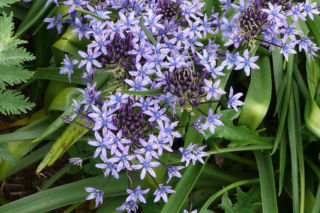Cebulica peruwiańska - Scilla peruviana