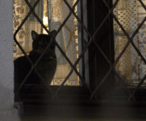 Koty Jarka nas terroryzują