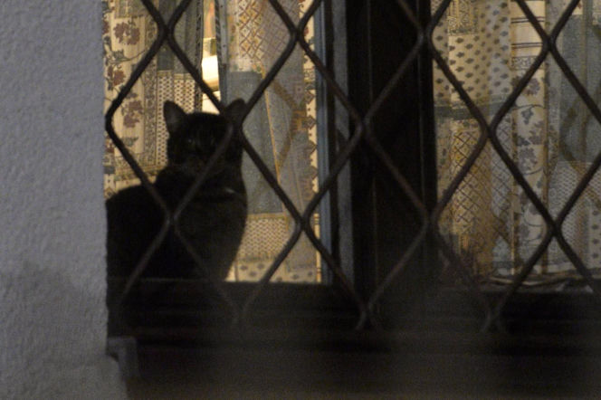 Koty Jarka nas terroryzują