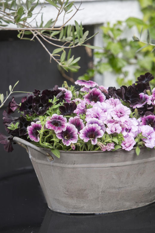 Petunia