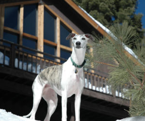 pies do mieszkania w bloku - greyhound