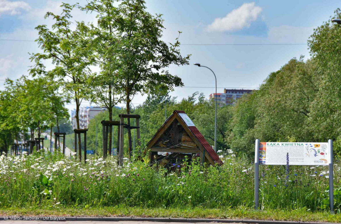 Białystok. Pierwsze łąki już kwitną. W 2020 roku pojawiły się w nowych miejscach