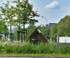 Białystok. Pierwsze łąki już kwitną. W 2020 roku pojawiły się w nowych miejscach