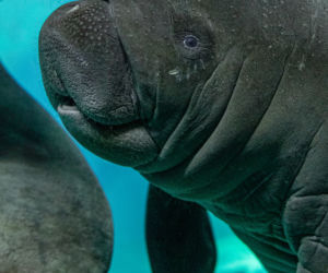 W zoo we Wrocławiu urodził się kolejny manat