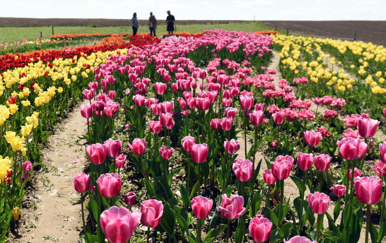 Tulipanowa polanka w małopolskiej Polance Wielkiej