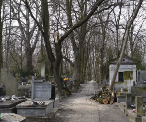 Powalone drzewa na Cmentarzu Powązkowskim