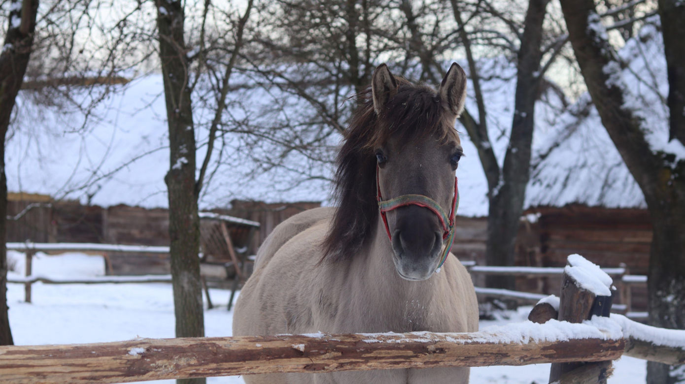Cicho i wszędzie biało. Tak prezentuje się skansen w Lublinie w zimowej odsłonie! [GALERIA]