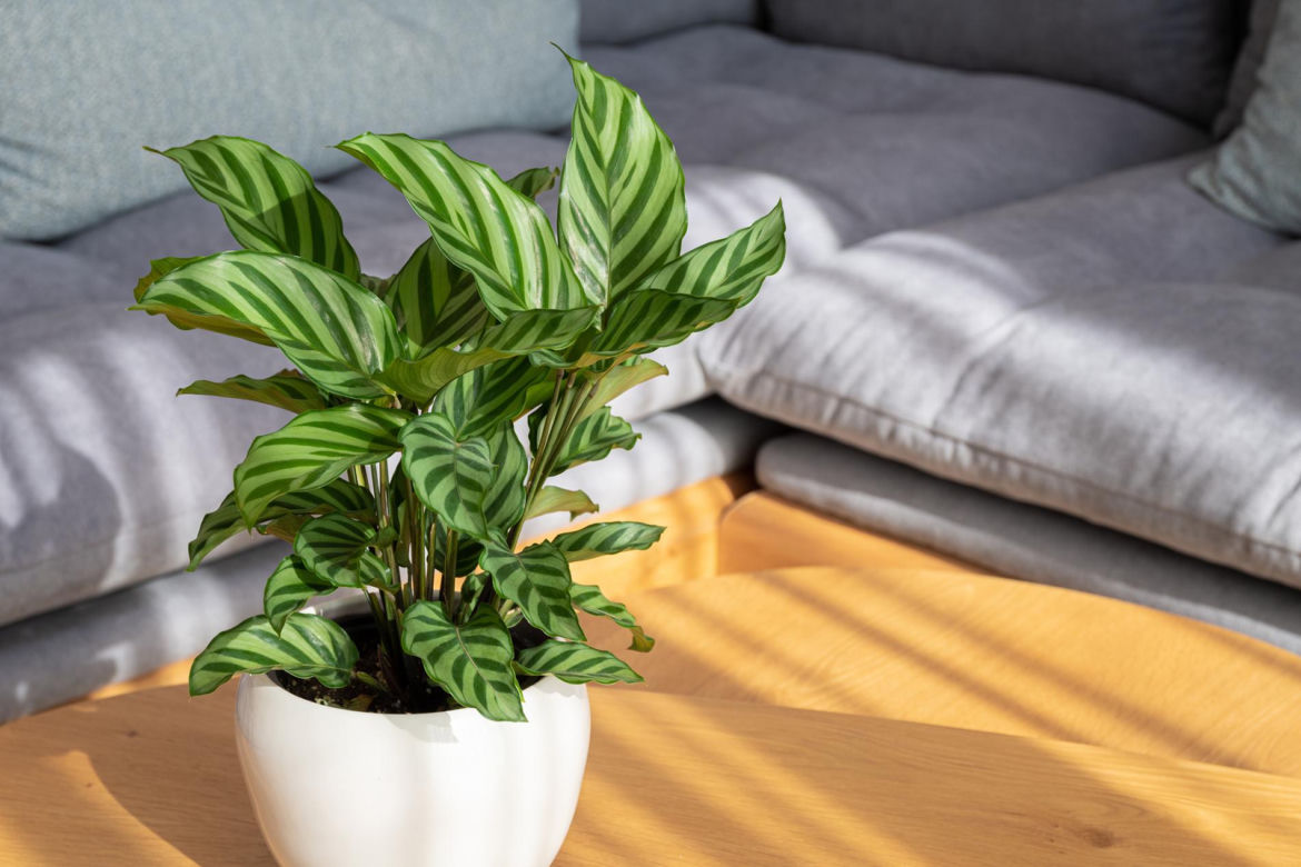 Kalatea 'Freddie' (Calathea concinna 'Freddie')
