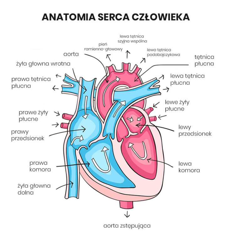 Anatomia serca człowieka