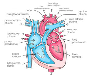 Anatomia serca człowieka