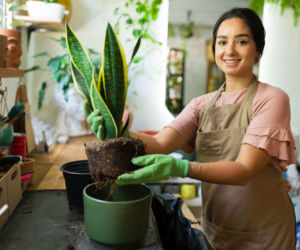 Przesadzanie sansewierii