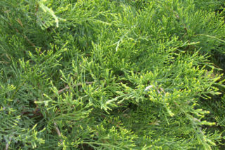 Jałowiec pośredni 'Mint Julep' - Juniperus x media 'Mint Julep'