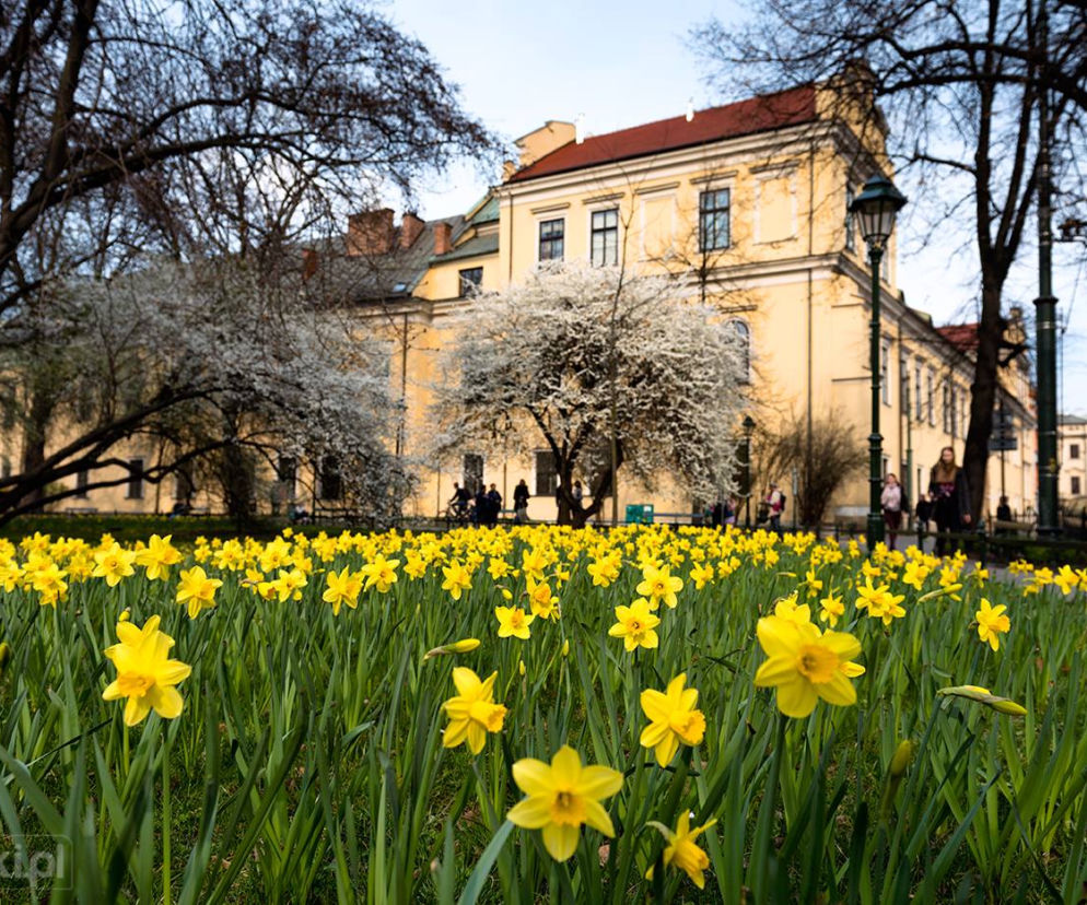 Kraków - zdjęcie dnia