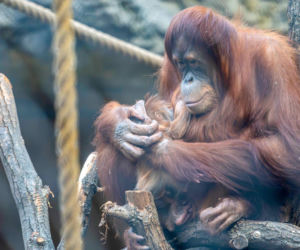 Na świat przyszedł pierwszy w historii Polski orangutan sumatrzański! Cud narodzin w łódzkim zoo