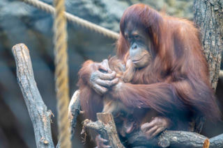 Na świat przyszedł pierwszy w historii Polski orangutan sumatrzański! Cud narodzin w łódzkim zoo
