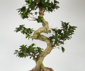 Bonsai: karłowe drzewa w mieszkaniu