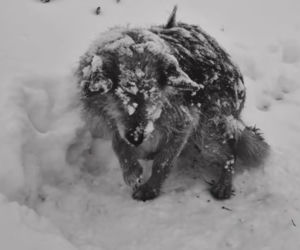 Historia Śnieżynki poruszyła całą Polskę. Trwają poszukiwania właścicieli, jest nagroda