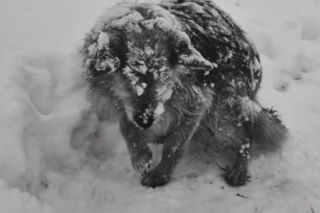 Historia Śnieżynki poruszyła całą Polskę. Trwają poszukiwania właścicieli, jest nagroda