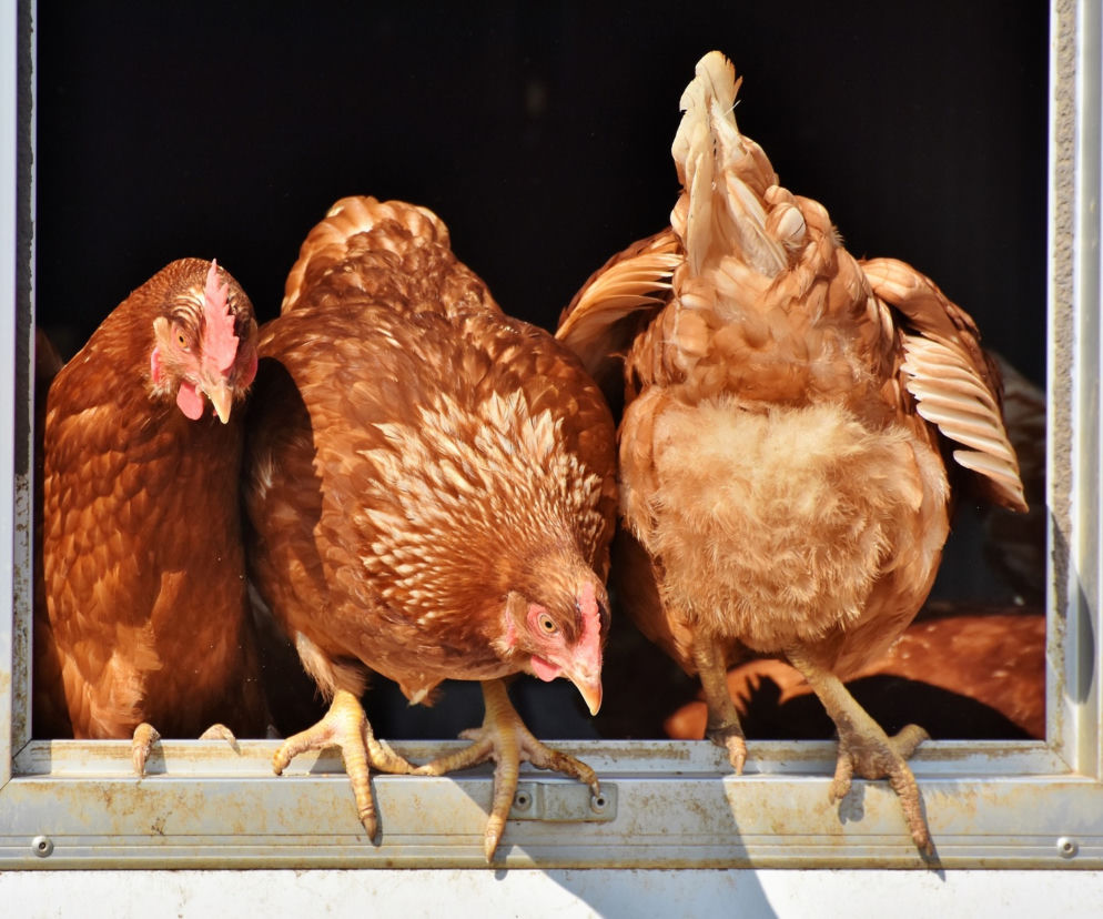 Kury