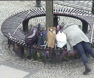 Kołobrzeg. Odłożyła zakupy i zanurkowała w klombie. 