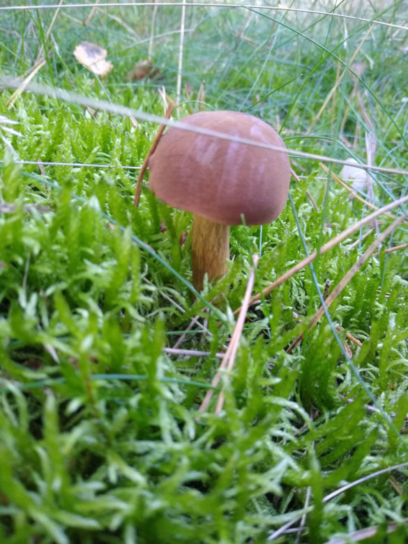 Gdzie na grzyby w powiecie kaliskim? Oto najlepsze miasta do grzybobrania!