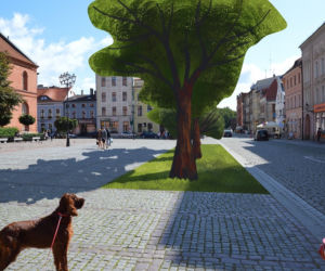 Zielone propozycje dla toruńskiej starówki