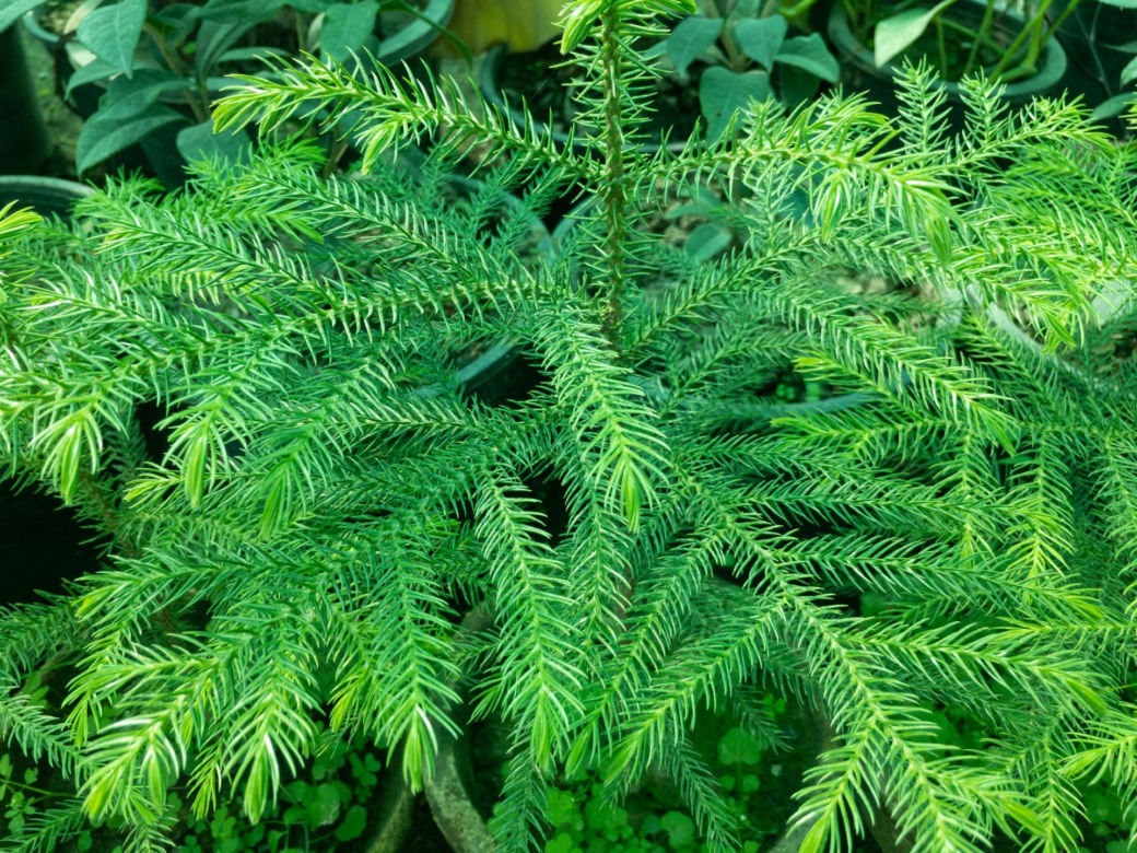 Araukaria wyniosła