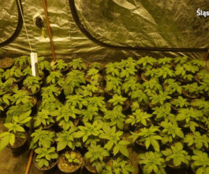 Potężna plantacja w Myszkowie zlikwidowana. 125 krzewów konopi, 11 kilogramów marihuany