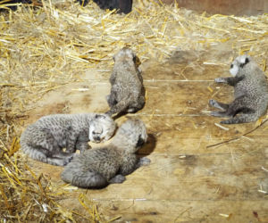 Gepardziątka z warszawskiego ZOO przyszły na świat w niezwykłych okolicznościach! Są PRZESŁODKIE! [GALERIA]