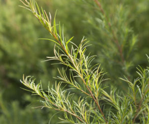 Drzewo herbaciane