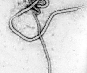 Ebola