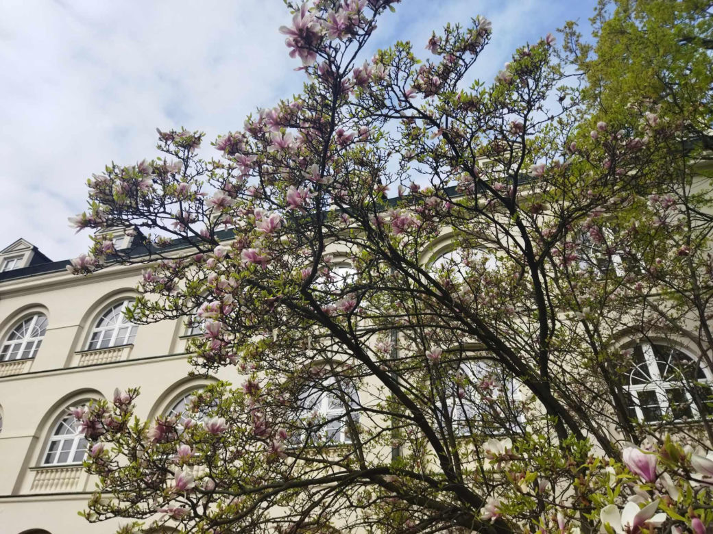 magnolie na KUL-u
