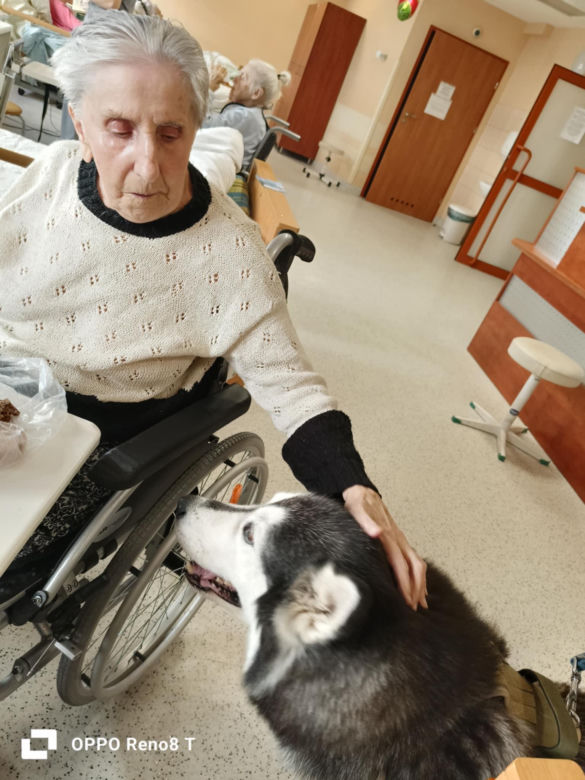 Dogoterapia w starachowickim ZOL-u. Czworonożnym terapeutą jest uroczy Hachi