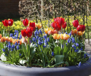 tulipany-i-szafirki.jpg