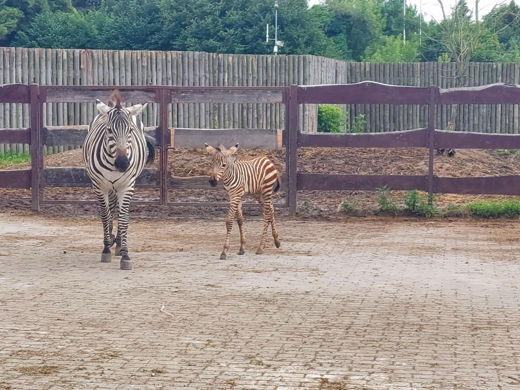 Mała zebra w zamojskim ZOO