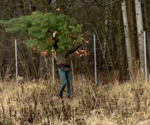 Choinkobranie w Lasach Państwowych. Tu pachnące choinki kupisz za grosze