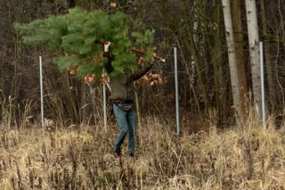 Choinkobranie w Lasach Państwowych. Tu pachnące choinki kupisz za grosze