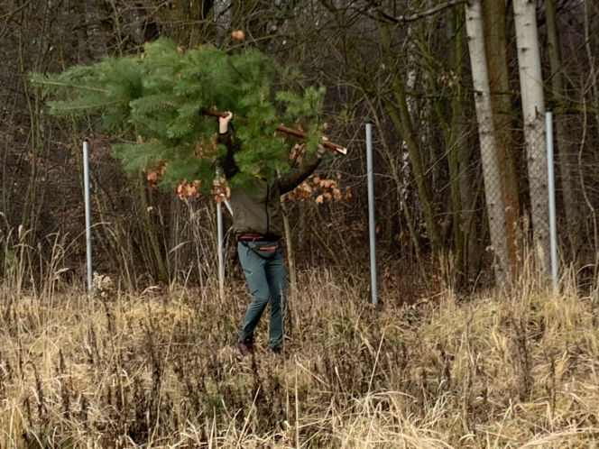 Choinkobranie w Lasach Państwowych. Tu pachnące choinki kupisz za grosze