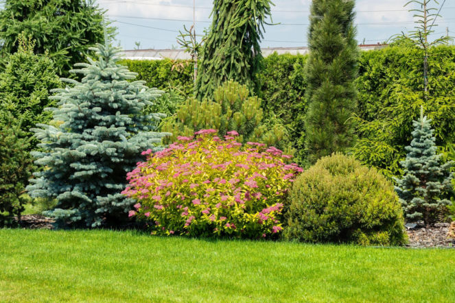 Rośliny  w ogrodzie