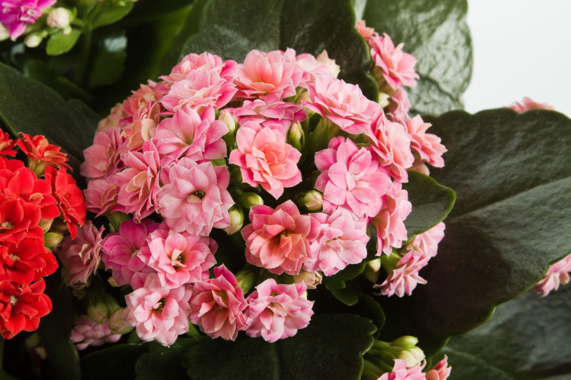 Kalanchoe Blossfelda