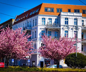 Kwiaty w centrum Szczecina
