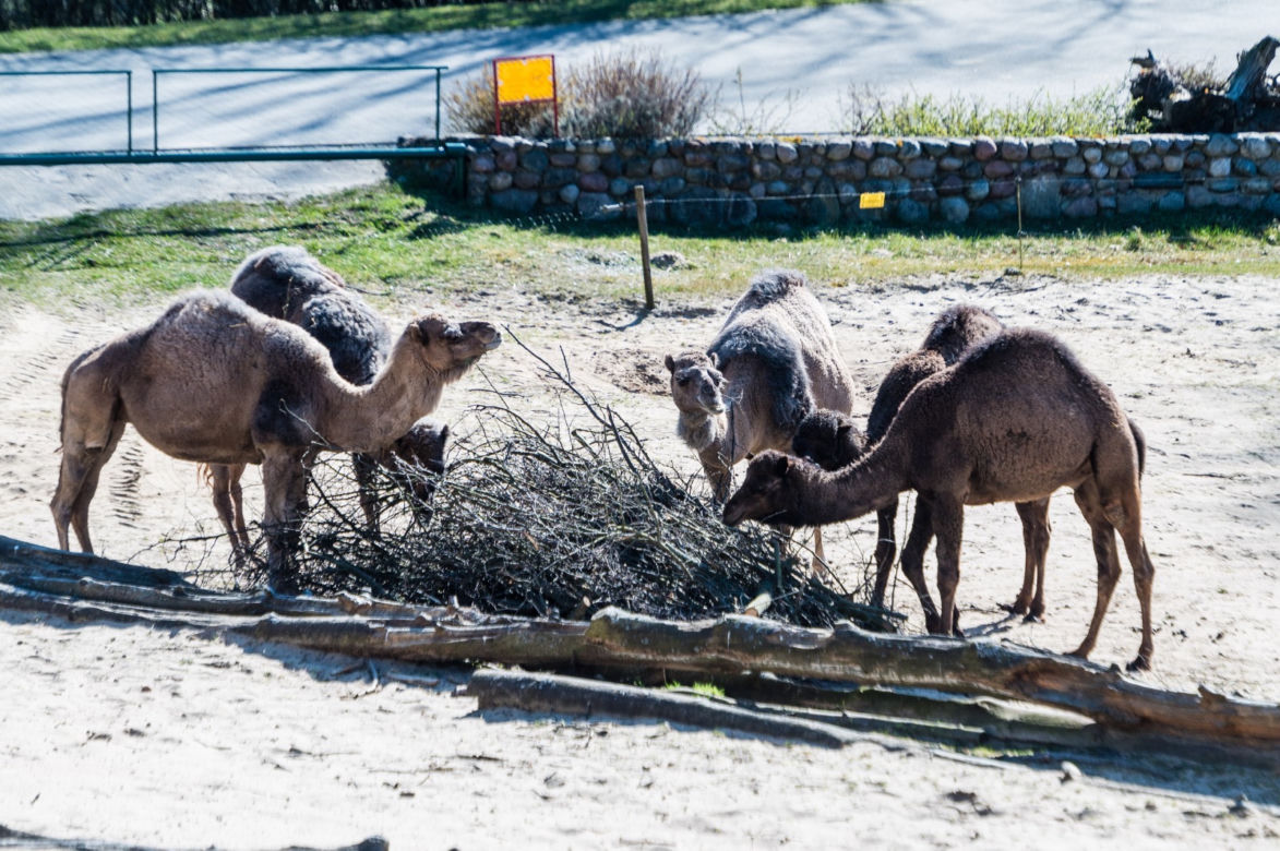 Koronawirus w Trójmieście. Zwierzęta z zoo tęsknią za ludźmi