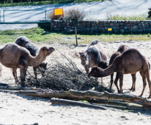Koronawirus w Trójmieście. Zwierzęta z zoo tęsknią za ludźmi