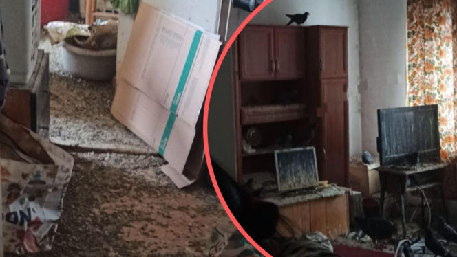 Makabra we Wrocławiu. Mieszkanie tonęło w odchodach i gołębiach