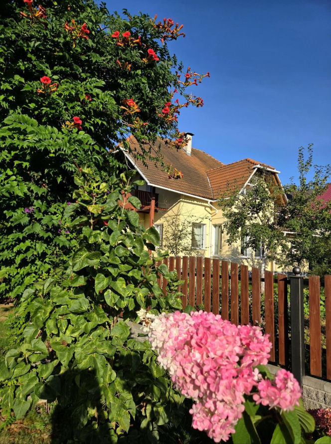 Ta roślina to znakomita alternatywa dla tui. Posadź w ogrodzie, a nie pożałujesz