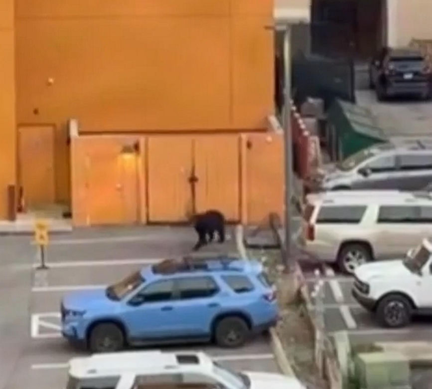 Niedźwiedź wbiegł na parking pełen ludzi! Zobacz, co stało się potem