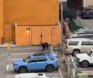 Niedźwiedź wbiegł na parking pełen ludzi! Zobacz, co stało się potem