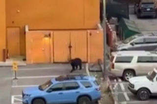 Niedźwiedź wbiegł na parking pełen ludzi! Zobacz, co stało się potem