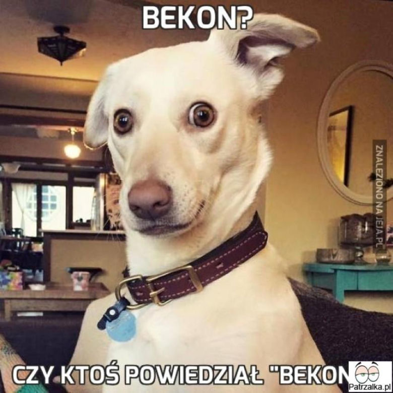 Chcesz poprawić sobie humor? Te memy ze zwierzętami rozbawią cię do łez!